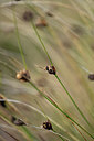 BUITEN BEELD Foto: 438595