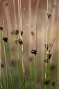 BUITEN BEELD Foto: 438600