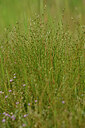 BUITEN BEELD Foto: 438601