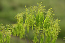 BUITEN BEELD Foto: 438605