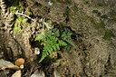 BUITEN BEELD Foto: 438607