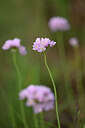 BUITEN BEELD Foto: 438617