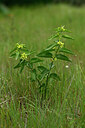 BUITEN BEELD Foto: 438631