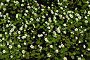BUITEN BEELD Foto: 438637