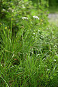 BUITEN BEELD Foto: 438639