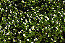 BUITEN BEELD Foto: 438651