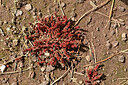 BUITEN BEELD Foto: 438654