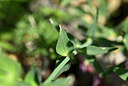 BUITEN BEELD Foto: 438656
