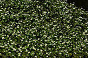 BUITEN BEELD Foto: 438659