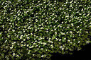 BUITEN BEELD Foto: 438663