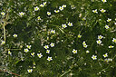 BUITEN BEELD Foto: 438665