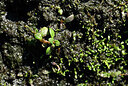 BUITEN BEELD Foto: 438674