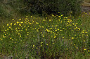 BUITEN BEELD Foto: 438682