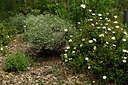 BUITEN BEELD Foto: 438688