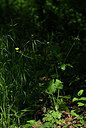 BUITEN BEELD Foto: 438696