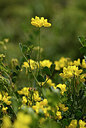 BUITEN BEELD Foto: 438698