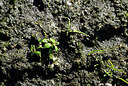 BUITEN BEELD Foto: 438699