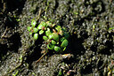 BUITEN BEELD Foto: 438711