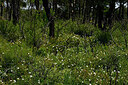 BUITEN BEELD Foto: 438716