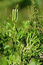 BUITEN BEELD Foto: 438728