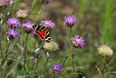 BUITEN BEELD Foto: 438735