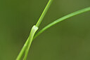 BUITEN BEELD Foto: 438737