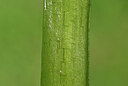 BUITEN BEELD Foto: 438738