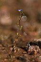 BUITEN BEELD Foto: 438739