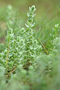 BUITEN BEELD Foto: 438740