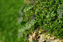 BUITEN BEELD Foto: 438741