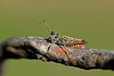 BUITEN BEELD Foto: 438744