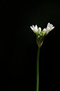 BUITEN BEELD Foto: 438748