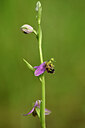 BUITEN BEELD Foto: 438750