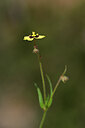 BUITEN BEELD Foto: 438762