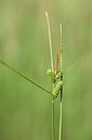 BUITEN BEELD Foto: 438766
