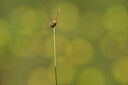 BUITEN BEELD Foto: 438773