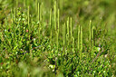 BUITEN BEELD Foto: 438774