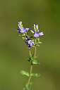 BUITEN BEELD Foto: 438776