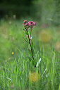 BUITEN BEELD Foto: 438781