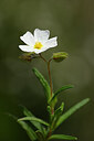 BUITEN BEELD Foto: 438782