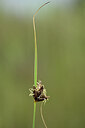 BUITEN BEELD Foto: 438793