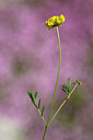 BUITEN BEELD Foto: 438794