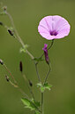 BUITEN BEELD Foto: 438797