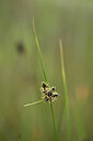 BUITEN BEELD Foto: 438808