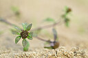 BUITEN BEELD Foto: 438816