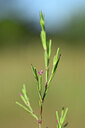 BUITEN BEELD Foto: 438817