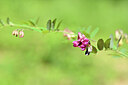 BUITEN BEELD Foto: 438824