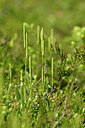 BUITEN BEELD Foto: 438826