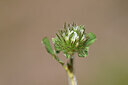 BUITEN BEELD Foto: 438828