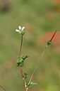 BUITEN BEELD Foto: 438834